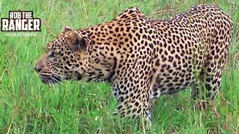 Hungry Leopard Approaches Warthog Den