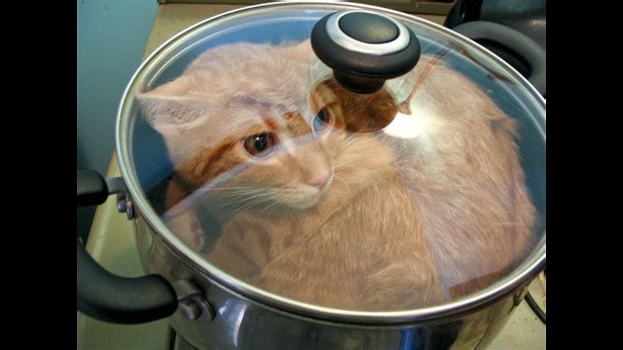 Illegals eating pets in Ohio, COPs given UFO handbooks. #RFB #orderabchao