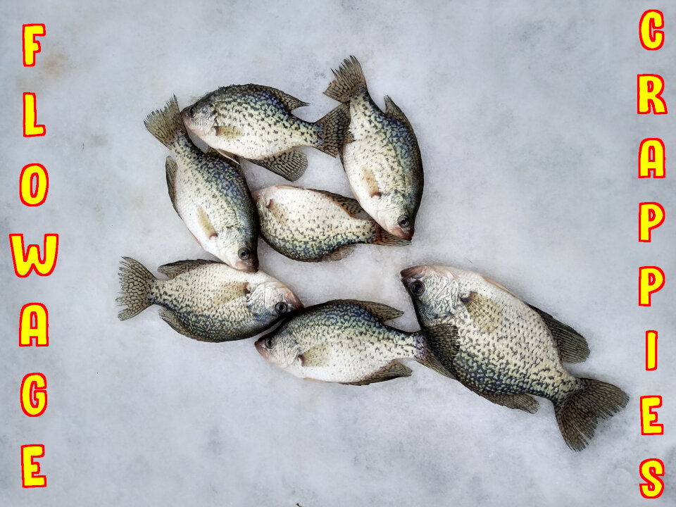 Flowage Crappies