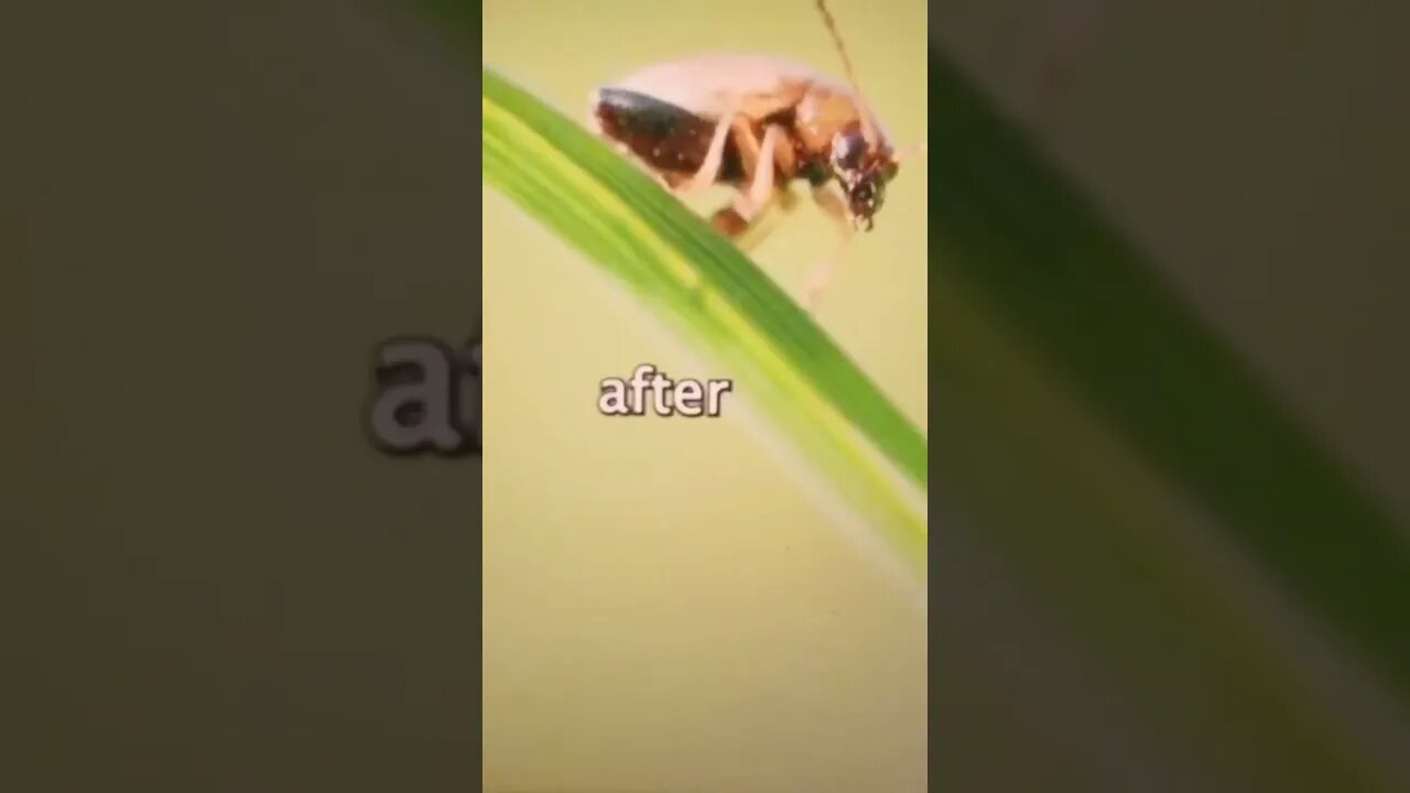 🐦Păsările sunt un atu fantastic pentru diminuarea ⚠ INSECTELOR ⚠ , în special Păsările Albastre ! 🐦