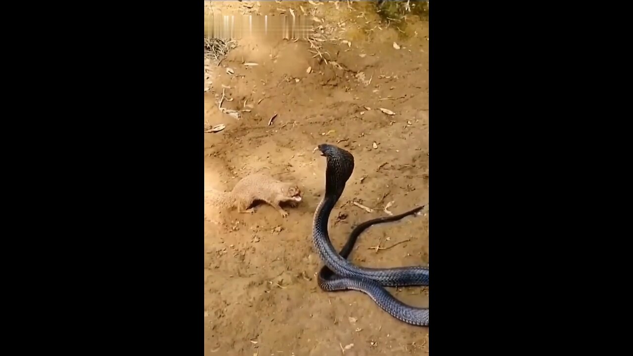 mongoose and snake fight