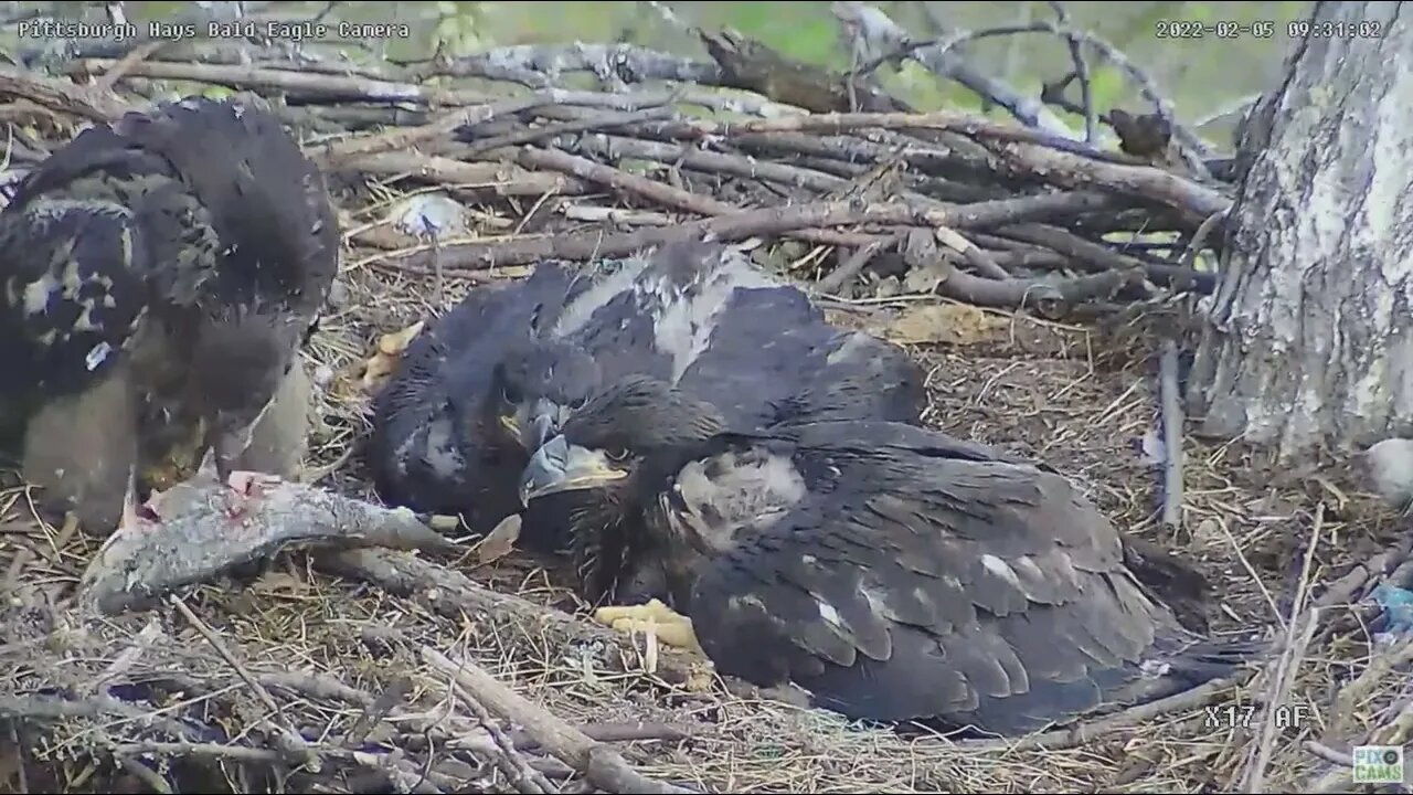 Hays Bald Eagles H18 Eaglet attempts to eat a Fish Dad brought in2022 05 02 09 31 50 492