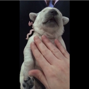 How to put a newborn puppy to sleep