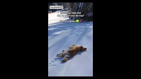 Can dog so anything?
