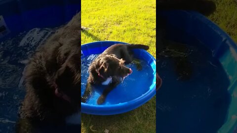 Golden Doodle/Lab Living the Spa Life, Daisy the Work Camping-Bearded Boondocking Pure Bred Mutt