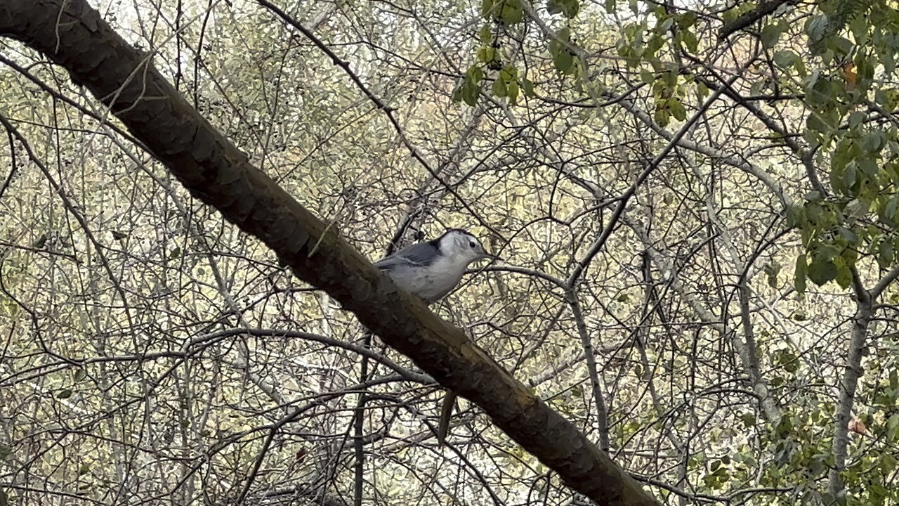 White-Breasted Nuthatch is back