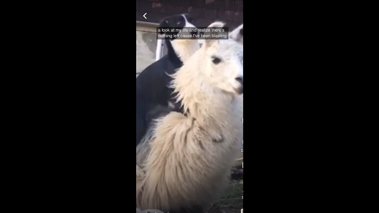 Llama riding