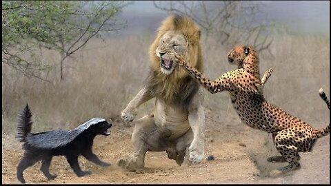 10 Most Aggressive Animals in the World