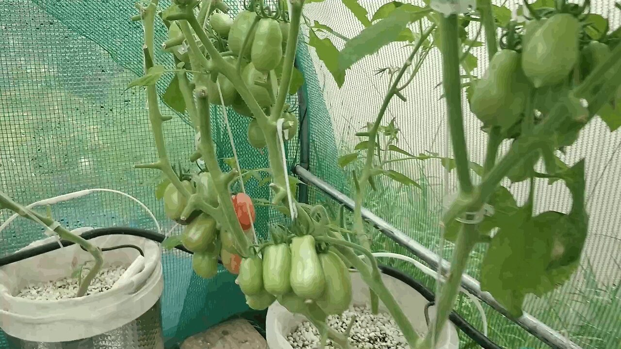 Tomato Update 07-01-2023