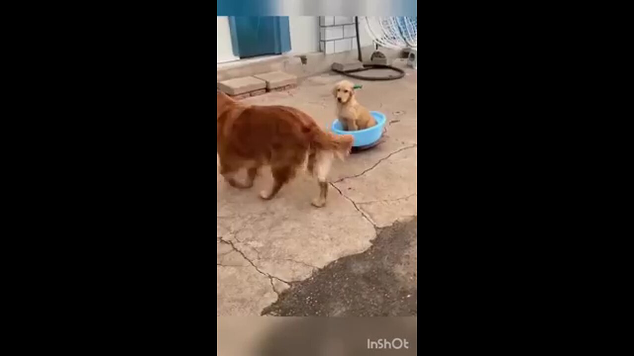 Funny animals