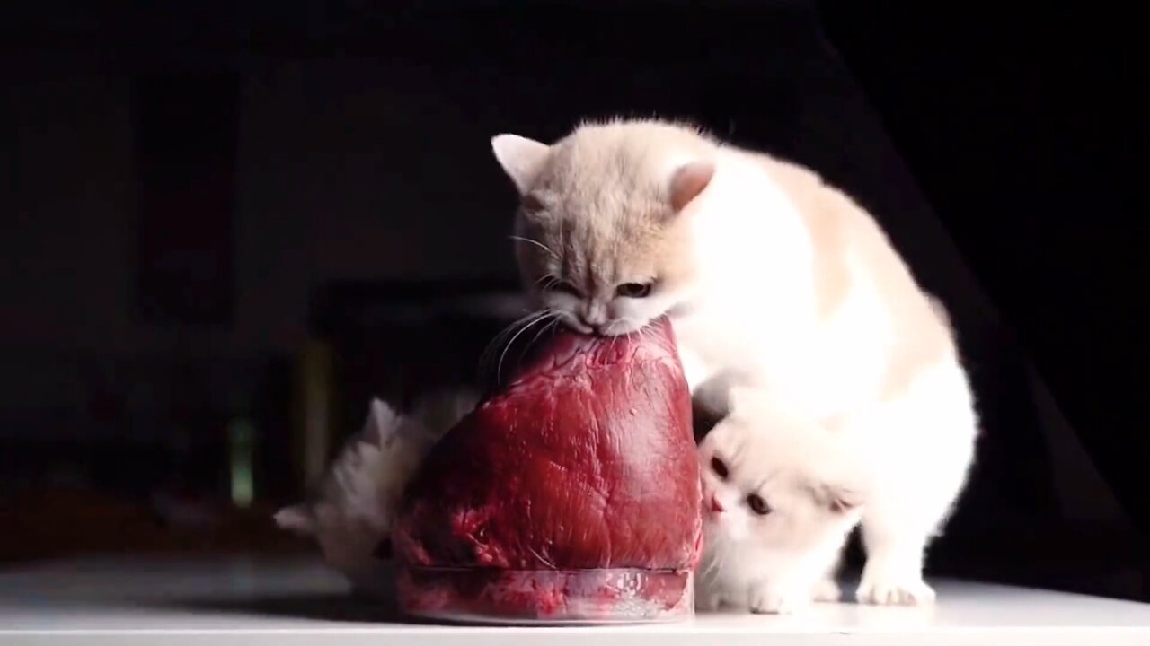 Curious Cat's Eating Cow Heart: An Unconventional Feast