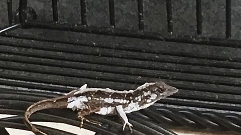 Lizard Looking For Lunch Cute Roar