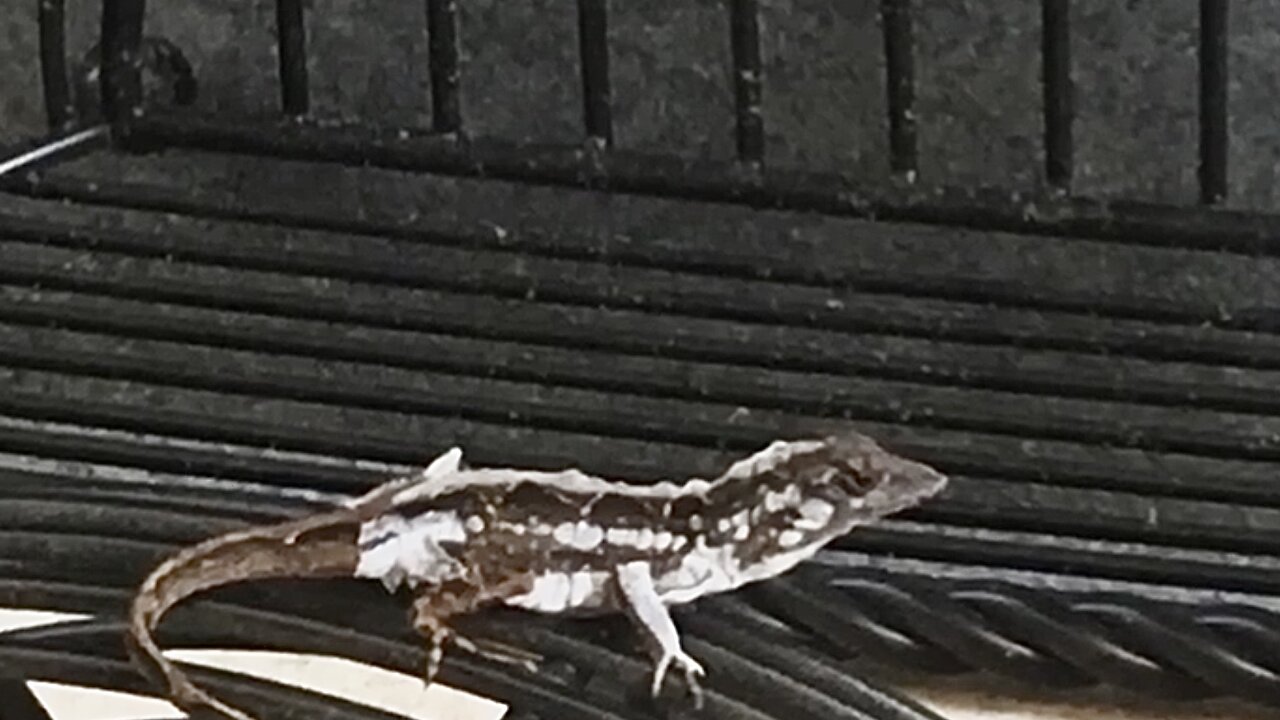 Lizard Looking For Lunch Cute Roar
