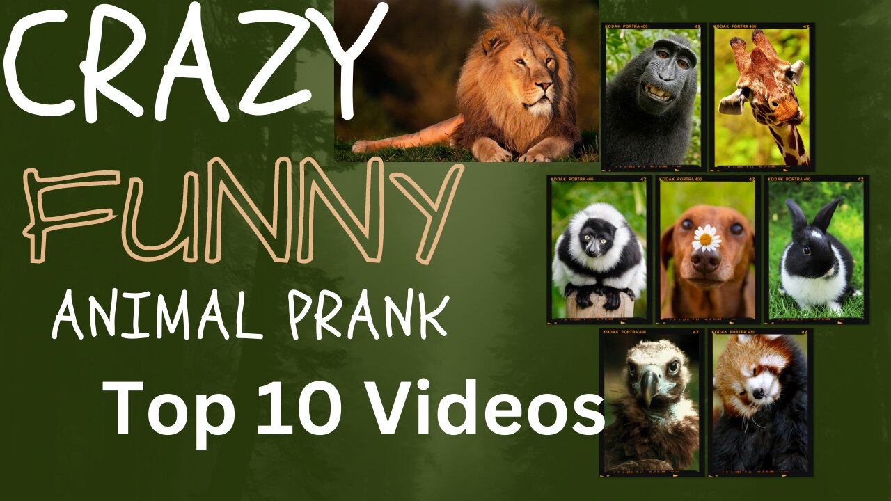 Animal Funny Prank !! Animal top 10 funny videos !! Superb Prank