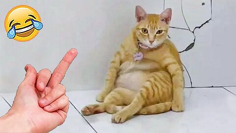 Funny Cats Memes That Will Make You LOL 😹 |Cutest Animals Club