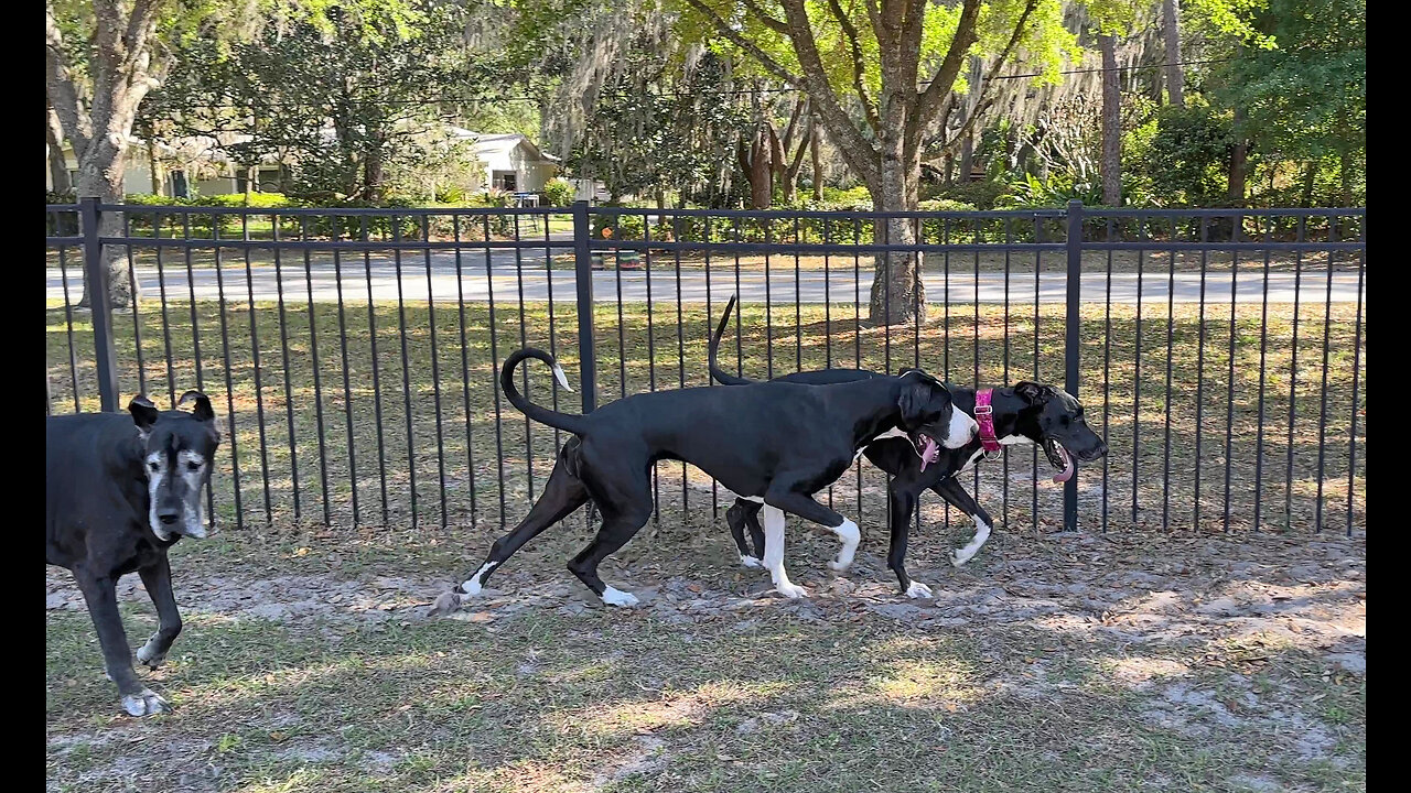 Great Danes Have Fun Running & Rolling With New Rescue Dog Friend