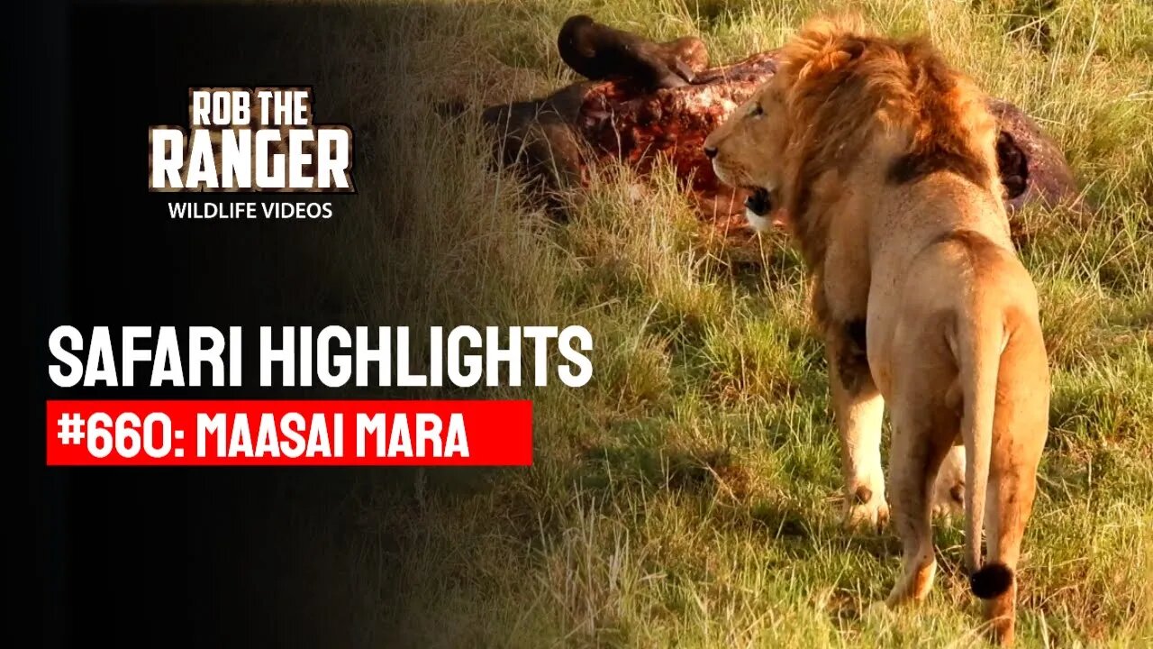 Safari Highlights #660: 24 & 25 January 2022 | Maasai Mara/Zebra Plains | Latest Wildlife Sightings