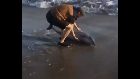 Heroic Man save washed up baby Dolphin