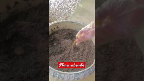 Planting a ANTI-Cancer MIRACLE ROOT! 🌱 1 Min #shorts
