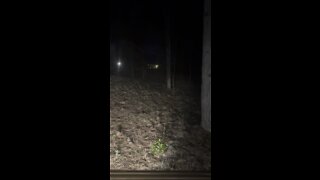 Bobcat