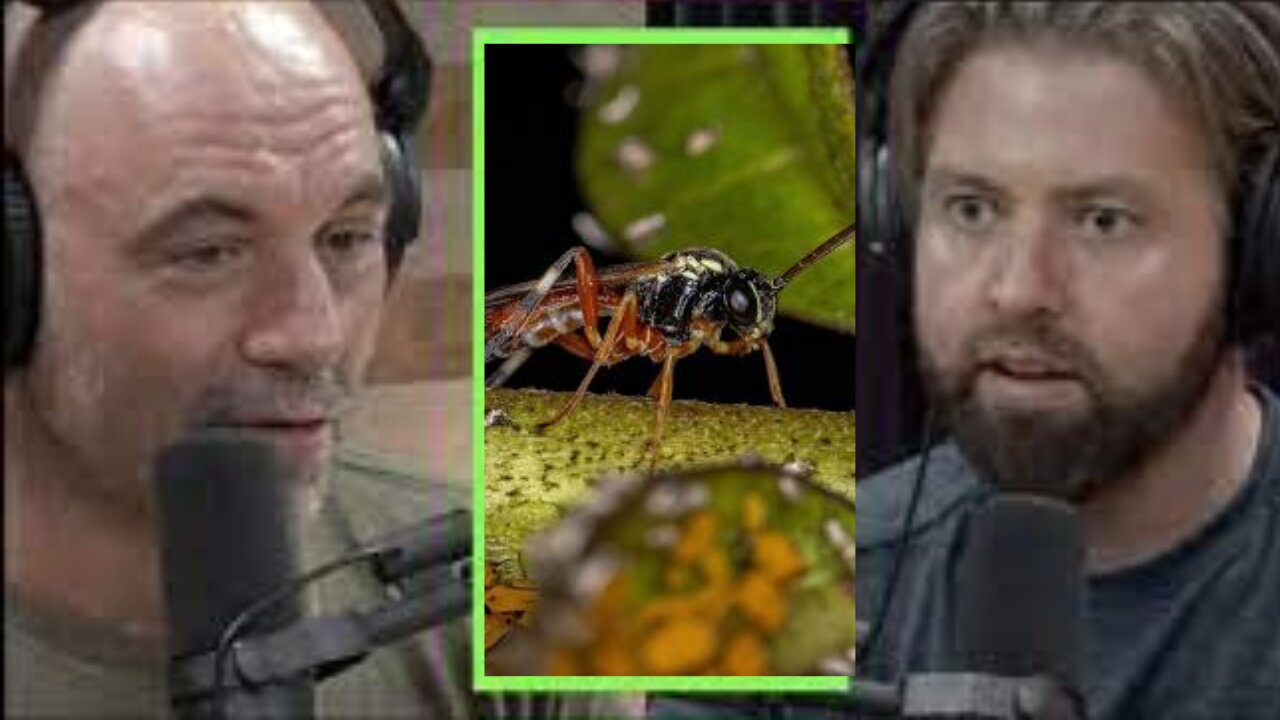 Joe Rogan on Paracidic Wasps and Dangerous insects! Ft Forrest Galante