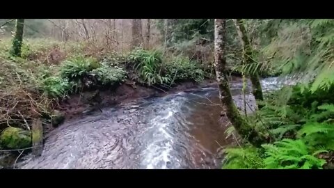 30 Seconds + of Peace (Mother Earth!!) SouthWest Washington ~ Sacred Stream #shorts