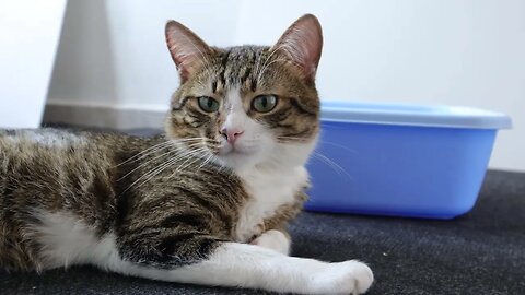 This Cat Looks Nostalgic