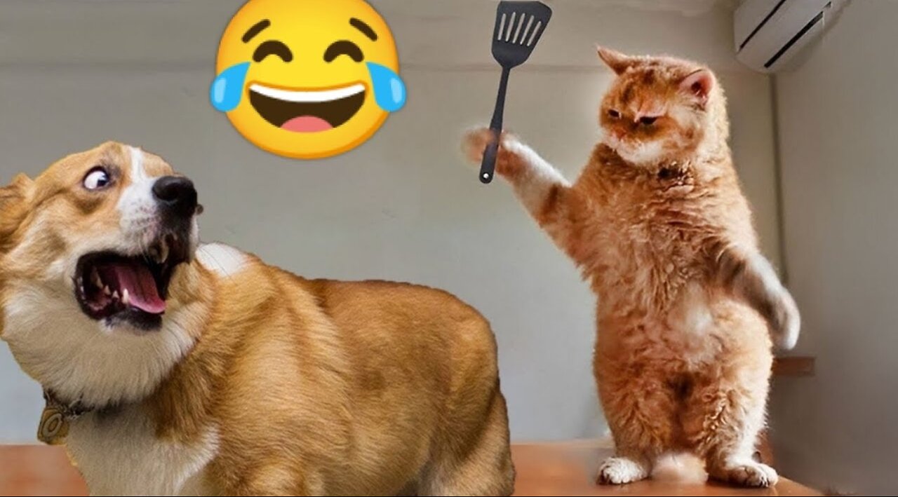 Funniest Animals 2023 😂 Cats and Dogs Videos 🐱🐶