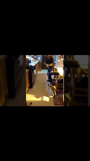 Puppy Lord Belvedere Chasing the Broom... thanks Michael