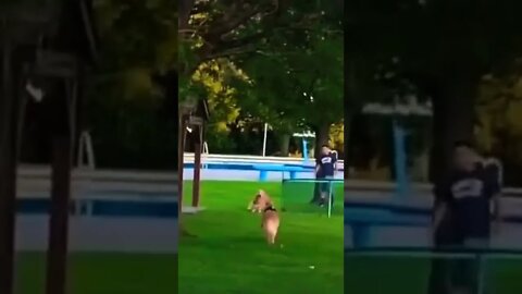 How cute 😂❤️ please get this viral | #viral | #funnydogs | #trending | #shorts