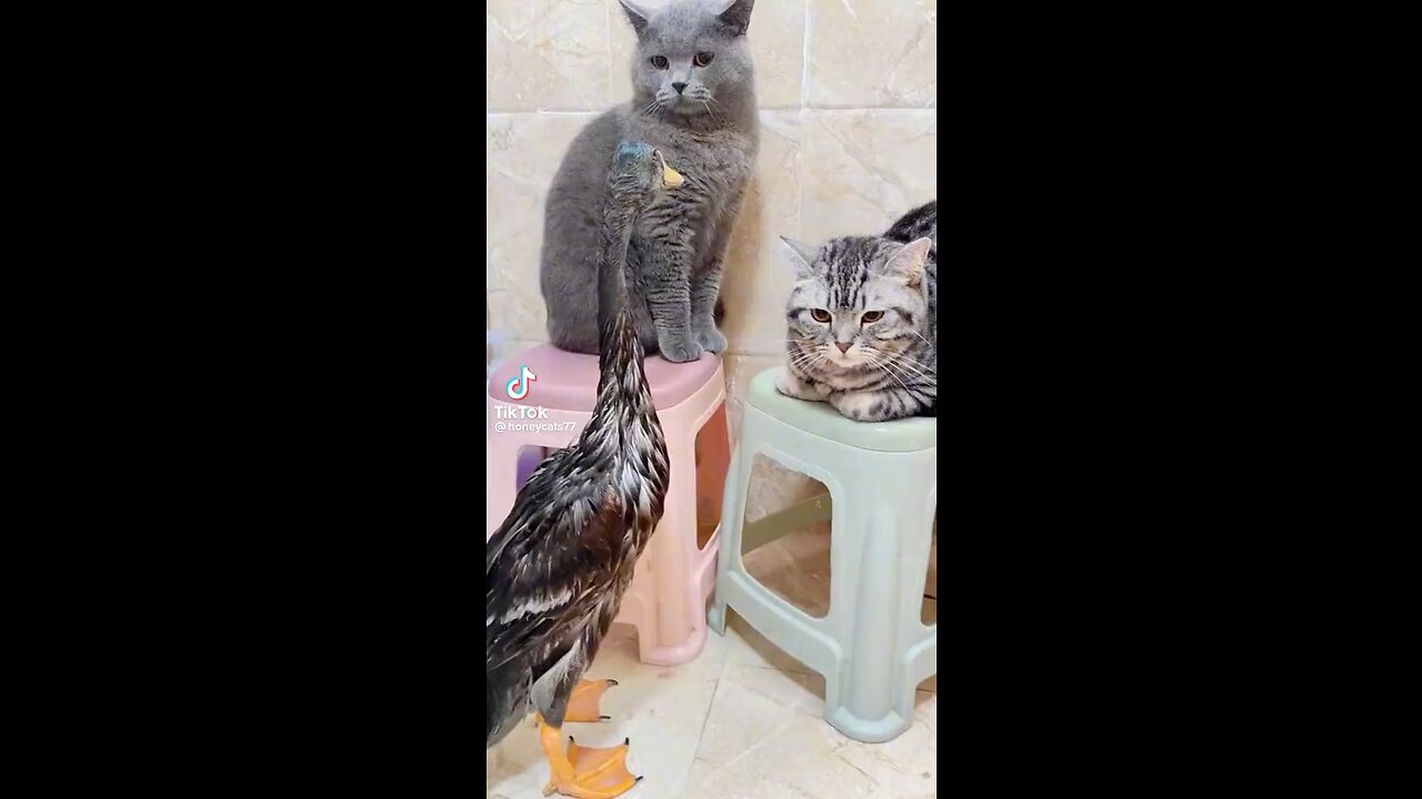 Cat vs Duck