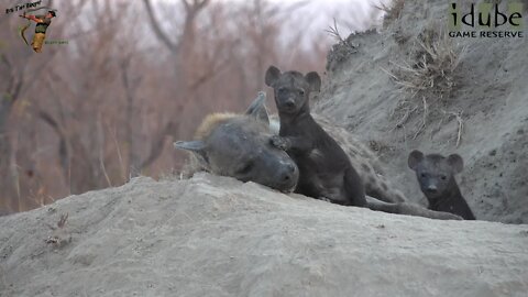 Watching Hyenas, Part 15