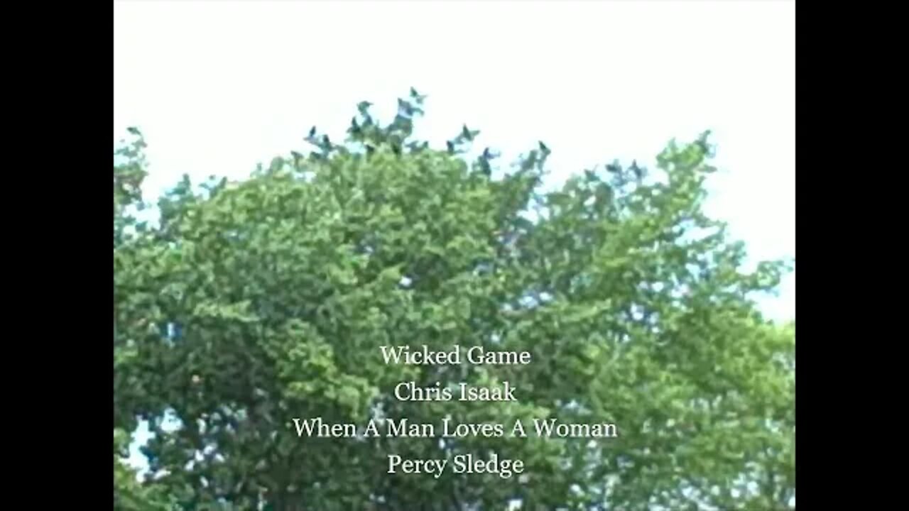 WICKED GAME / WHEN A MAN LOVES A WOMAN / BLACK CROWS & THE BUNNIES !!!