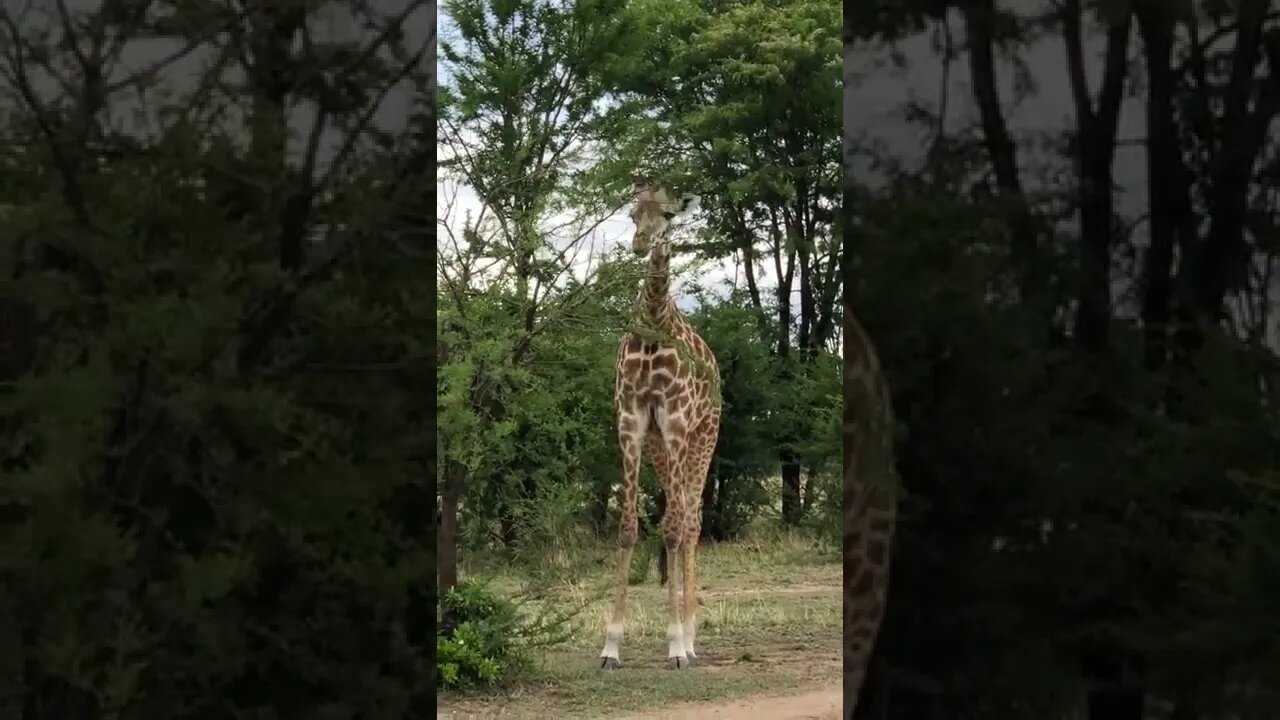 Our Close Encounter with the Masai Giraffe!🤔#shorts #safari #travel #travelling