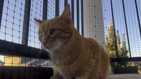 Orange cat on the prowl
