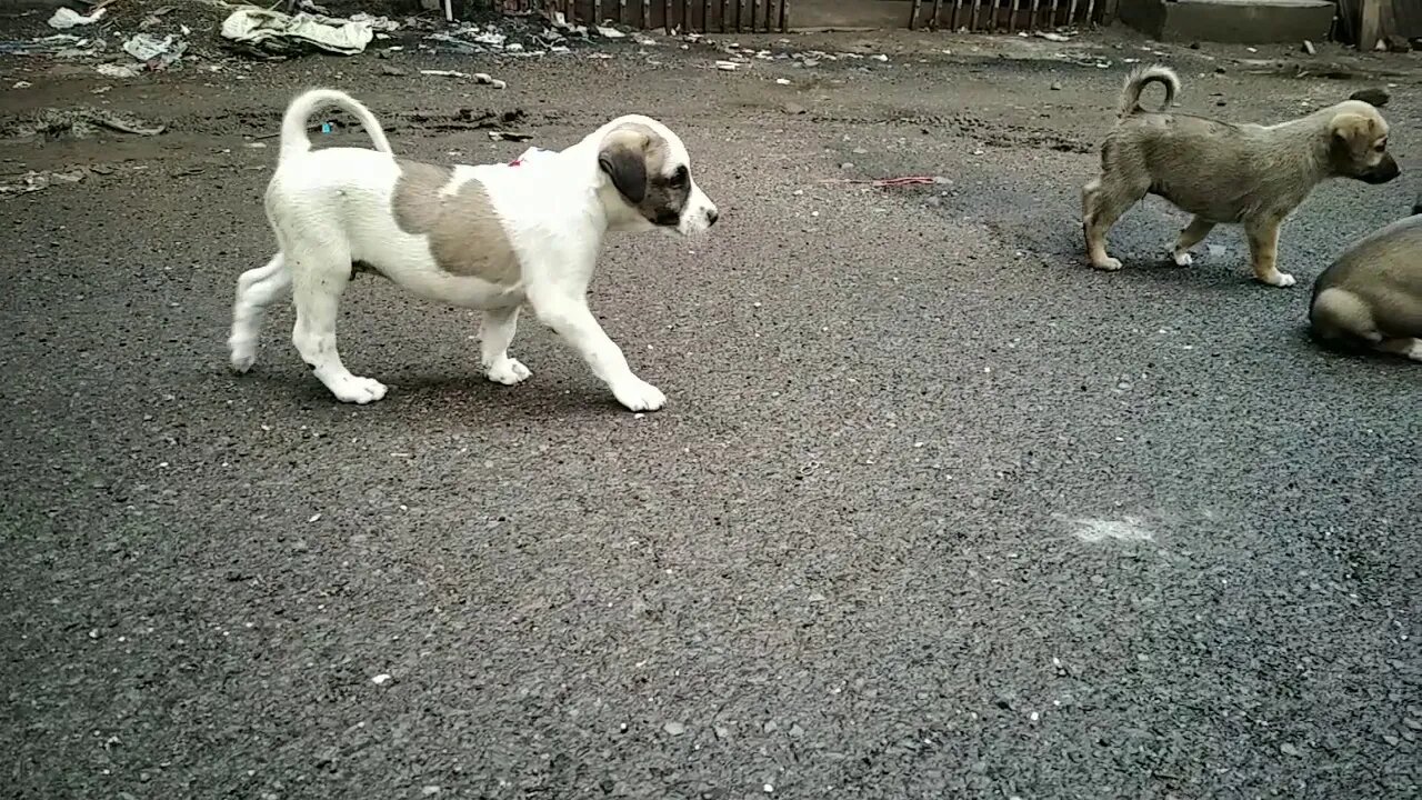 puppy