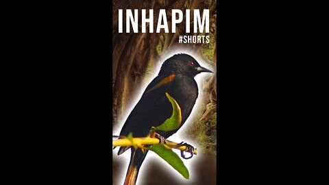 Canto do INHAPIM [Icterus cayanensis] #shorts