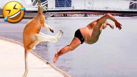 Funny animal videos|Cute animal videos |Funny dog&cat videos|Hilarious pet videos|funny video