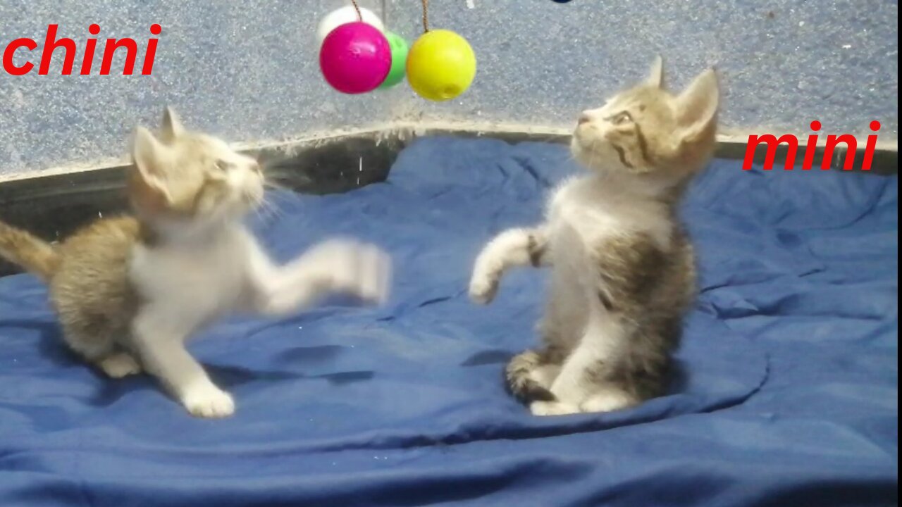 Cute kittens playing with balls