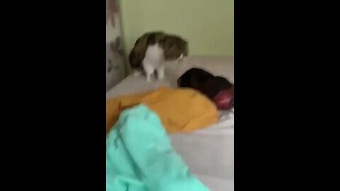 cat and dog funny moments