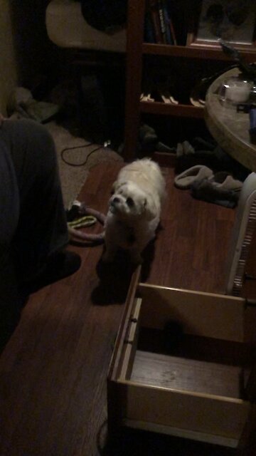 Lily putting her toys away