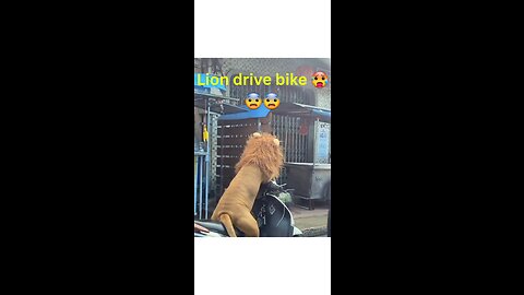 Lion drive bike 1st time 🥵😨 animals funny video