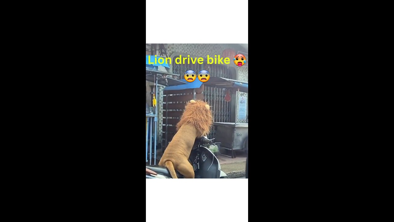 Lion drive bike 1st time 🥵😨 animals funny video