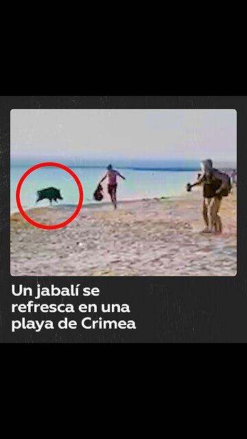 Un jabalí causa sorpresa en un pueblo de Crimea
