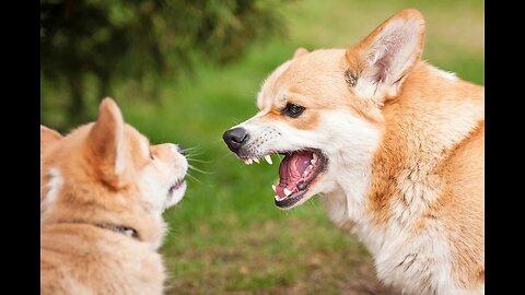 2 Agressive Dogs are Fight in Funny Wey wait for end