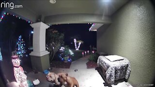 Loose dogs caught on camera killing cat