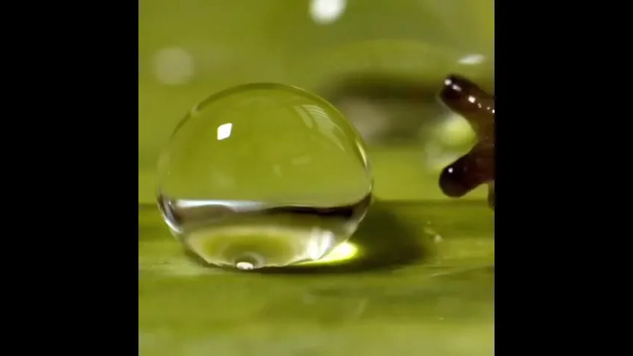 Snail takes drink with whole body