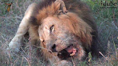 Majingilane Male Lion Eats Scraps Of A Buffalo Calf