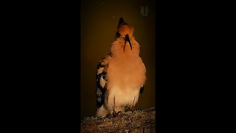 Unwitting Fact about Eurasian Hoopoe!