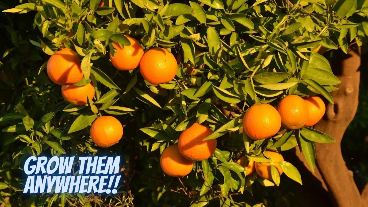 Tips For Growing Citrus Trees In Cold Climates | Grow Citrus Trees Anywhere!! | So Simple And Fun!